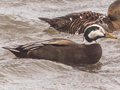 Mallard x Common Eider hybrid